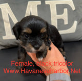 Tinkerbell's Black Tricolor Female