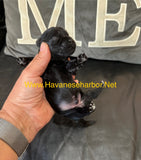 Male - All Black