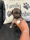 Chocolate Female (click on image to see more pictures and price)