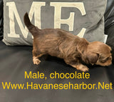 Tinkerbell's Chocolate Male