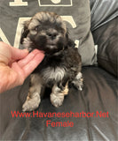 Gold/silver brindle female