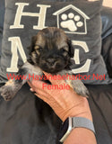 Gold/silver brindle female