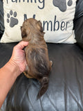 Chocolate Female (click on image to see more pictures and price)
