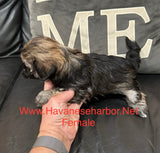 Gold/silver brindle female
