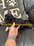 Male - Black tricolor, click on picture to see more pictures