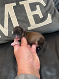 Gabby’s June 2026 Litter