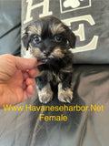 Black and tan female