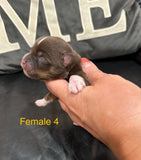 Loralei’s November 2025 Litter