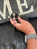 Gabby’s June 2026 Litter