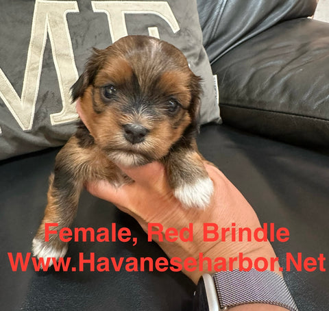 Tinkerbell's Red Brindle Female 2