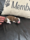 Sophie’s July 2026 Litter