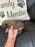 Chocolate Female (click on image to see more pictures and price)