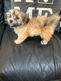 Gold Brindle Female