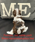 Tinkerbell's Red Sable Parti Female