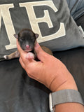 Gabby’s June 2026 Litter