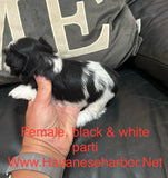 Betty’s Black & White Female