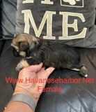 Gold/silver brindle female