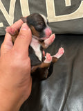 Gabby’s June 2026 Litter