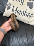 Gabby’s June 2026 Litter