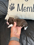 Sophie’s July 2026 Litter