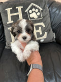 Tinkerbell and Jojo’s April 2026 Litter (Click on picture to see all available puppies from this litter)