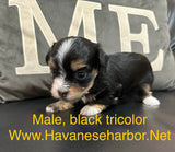 Loralei's Black Tricolor Male