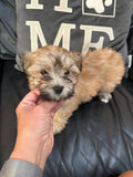 Gold Brindle Female