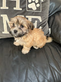 Gold Brindle Female