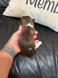 Sophie’s July 2026 Litter