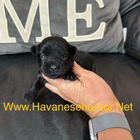 Male - All Black