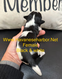 Annie and Diesel’s black and white parti female with red/brown markings. (Tricolor)