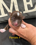 Loralei’s November 2025 Litter