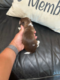 Sophie’s July 2026 Litter