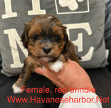 Tinkerbell's Red Brindle Female 2