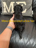 Male - Black tricolor, click on picture to see more pictures