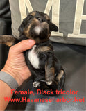 Tinkerbell's Black Tricolor Female