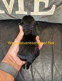 Male - All Black