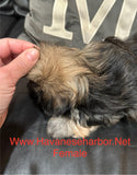 Gold/silver brindle female