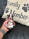 Sophie’s July 2026 Litter