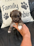 Chocolate Female (click on image to see more pictures and price)