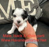 Betty’s Black & White Male