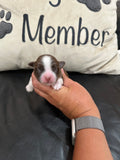 Sophie’s July 2026 Litter