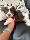 Mercedes Chocolate and white parti Havanese male