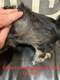 Gold/silver brindle female