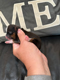 Gabby’s June 2026 Litter