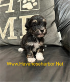 Male - Black tricolor, click on picture to see more pictures