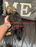 Gold/silver brindle female