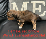 Tinkerbell's Red Brindle Female 2