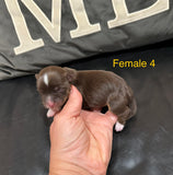 Loralei’s November 2025 Litter