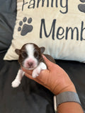 Sophie’s July 2026 Litter
